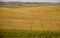 Summer Prairie Scene