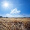 Summer prairie under a sparkle sun