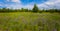 summer prairie with wild flowers