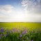 summer prairie with wild flowers in light of sparkle sun