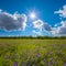 summer prairie with wild flowers in light of sparkle sun