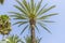 summer, promenade along the sea of palms in Marbella Andalucia S