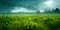 Summer rain drizzles over a flowering field with a forest in the background, dramatic sky