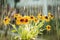 Summer rain and flowers of echinacea