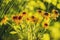 Summer rain and flowers of echinacea