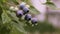 Summer rain in the garden with ripe blueberry berries on the bush. Homegrown huckleberry in the backyard close up.