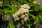 Summer. After the rain. Macro shooting. A warm summer rain had just passed, smearing yellow pollen over the white petals of rowan