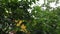 Summer rain among the trees with large foliage in the garden and a wooden house in the background