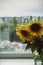 Summer rainy cold weather. Bouquet of sunflowers in vase on windowsill on rainy day background. Scandinavian home sunflower decor