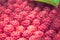 Summer raspberries harvest background