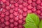 Summer raspberries leaf crop background