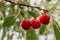 Summer red fruits and berries. Bright Wallpaper with cherries. A bunch of ripe red cherries with three berries close-up on a tree