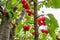 Summer red fruits and berries. Bright Wallpaper with cherries. Ripe red cherries on a tree in the garden in summer against the