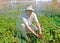 Summer resident collects strawberries in the garden