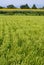 Summer rice field