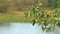 Summer river landscape with water and trees.