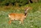 Summer roe deer