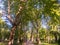 In summer, rows of tall and big trees are verdant and dense