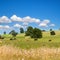 Summer rural landscape