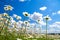 Summer rural landscape with the blue sky