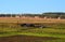 Summer rural landscape. Cows grazing, arable land under cultivation.