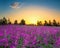 Summer rural landscape with flowering purple flowers on a meadow