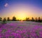 Summer rural landscape with flowering purple flowers on a meadow