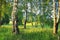 Summer rural landscape with forest and meadow on sunset. birch