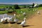summer rural landscape geese pond in the distance, the Orthodox