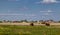 Summer rural landscape. On a meadow cows on green to a grass, on a distance shot houses are grazed.