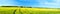 Summer rural landscape a panorama with a yellow field
