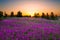 Summer rural landscape with purple flowers on a meadow