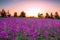 Summer rural landscape with purple flowers on a meadow