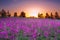 Summer rural landscape with purple flowers on a meadow and suns