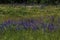 Summer rural landscape with purple flowers on a meadow and sunset. blossoming field wild flowers on sunrise