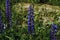 Summer rural landscape with purple flowers on a meadow and sunset. blossoming field wild flowers on sunrise