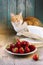 Summer rustic still life with strawberry and cat