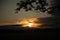 Summer\\\'s Golden Elixir: Majestic Sunrise Peeking Through Tree Branches