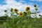 Summer\\\'s Promise: Young Sunflowers in Meadow, Embracing Nature\\\'s Beauty