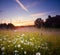 Summer\\\'s Symphony: Blossoming Meadow Serenade in the Morning Light