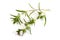 Summer savory