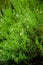 Summer savory (Satureja hortensis)