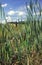 Summer scene with cattail plants sorrounded by meadows