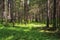 Summer scene in the coniferous forest. The sun\'s rays illuminate the trunks of old firs. Summer forest landscape