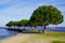 Summer scene in lake in Gironde France in Maubuisson Carcans village