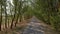 Summer scene with road in forest.