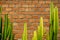 Summer scene of rough orange brick texture pattern wall and grey mortar background with fresh bright green cactus desert plant