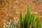 Summer scene of rough orange brick texture pattern wall and grey mortar background with fresh green and pale cactus desert plant