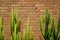 Summer scene of rough orange brick wall and grey mortar background with beautiful fresh bright green cactus desert plant