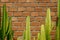 Summer scene of rough orange brick wall and mortar background with beautiful fresh green cactus desert plant